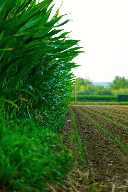Pratola Peligna, Giornate Agrotecniche 4.0 su olivo e innovazione