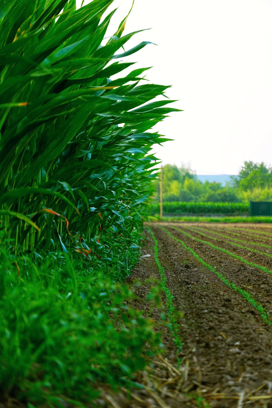 Pratola Peligna, Giornate Agrotecniche 4.0 su olivo e innovazione