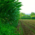 Pratola Peligna, Giornate Agrotecniche 4.0 su olivo e innovazione