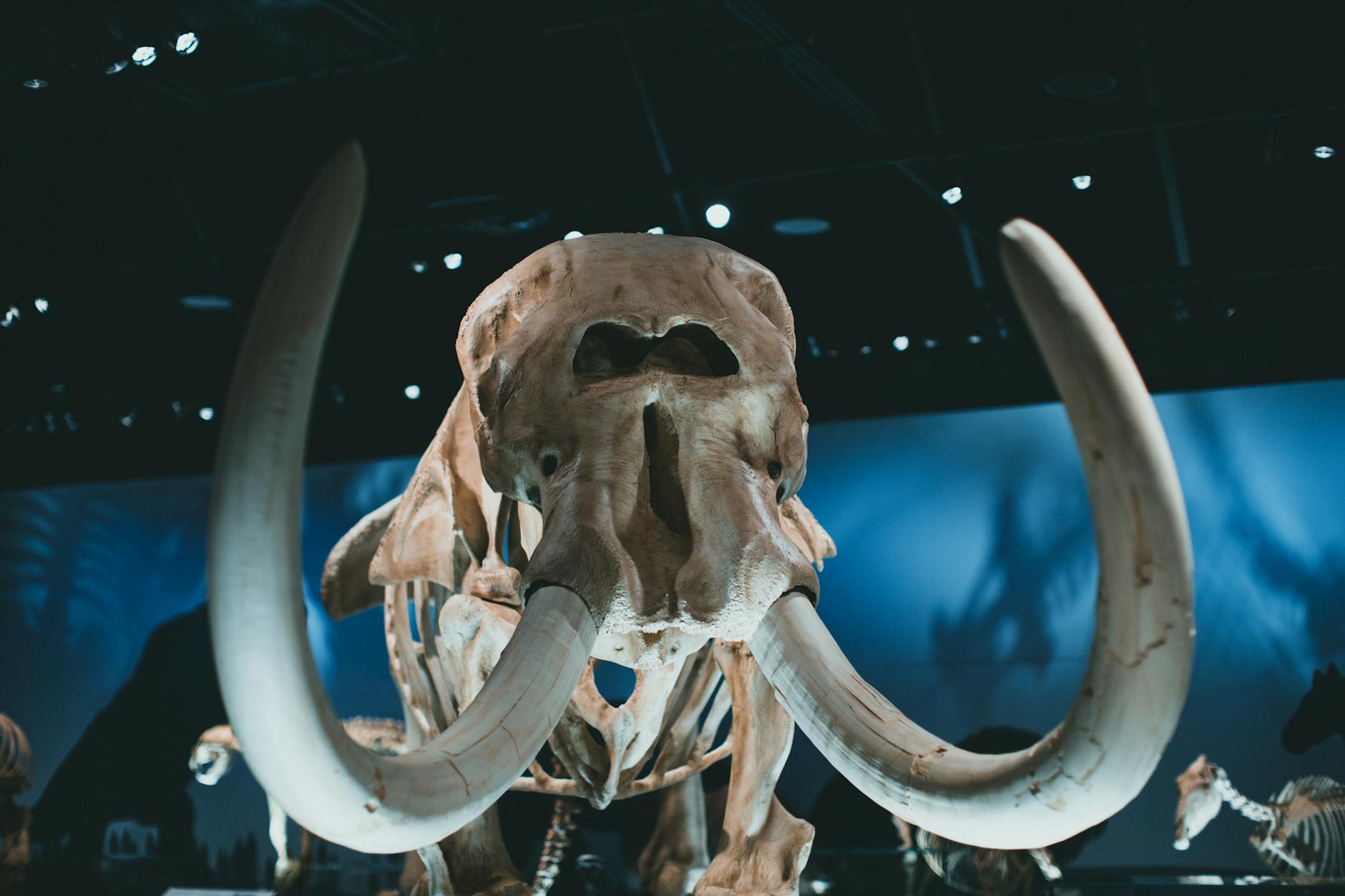 Il Museo Nazionale d’Abruzzo nel Castello Cinquecentesco: storia, mammut e rinascita