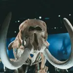 Il Museo Nazionale d’Abruzzo nel Castello Cinquecentesco: storia, mammut e rinascita
