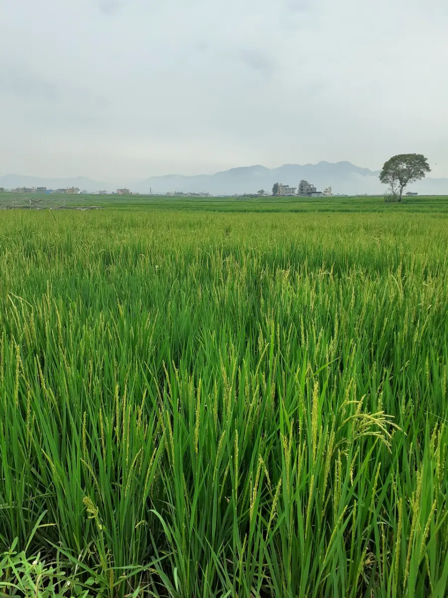 Agricoltura, Imprudente: altri 10 milioni per l’insediamento dei giovani agricoltori