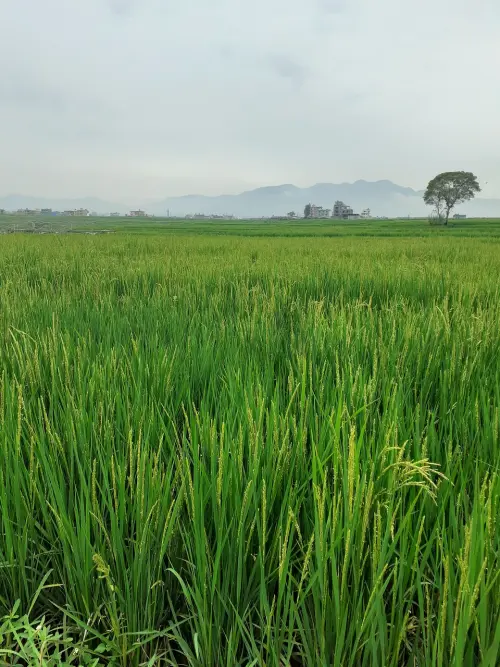 Agricoltura, Imprudente: altri 10 milioni per l’insediamento dei giovani agricoltori