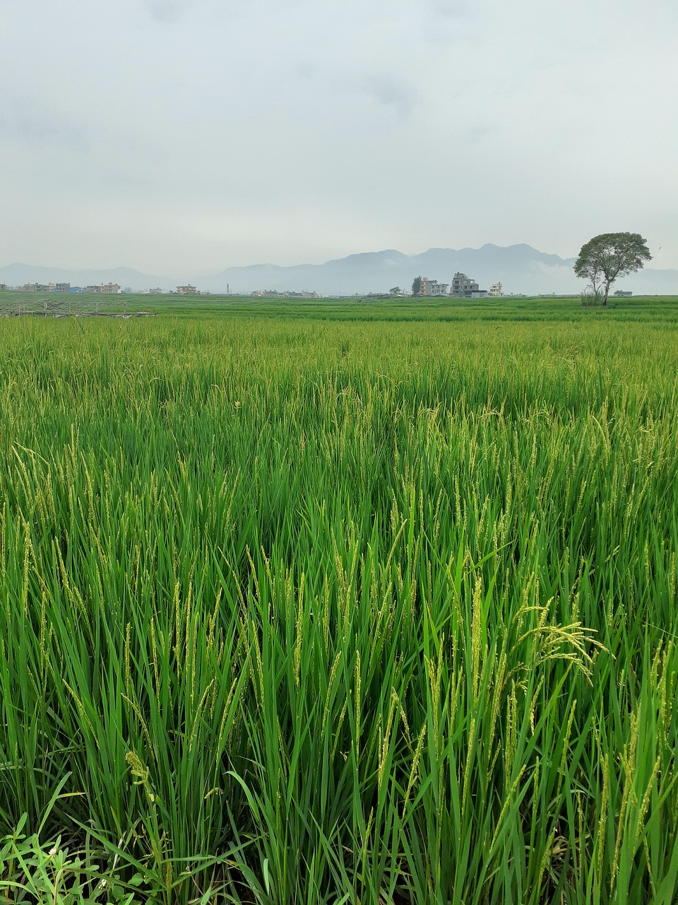 Agricoltura, Imprudente: altri 10 milioni per l’insediamento dei giovani agricoltori