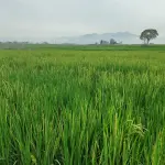 Agricoltura, Imprudente: altri 10 milioni per l’insediamento dei giovani agricoltori