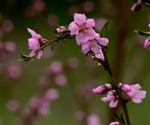 L’Aquila dedica marzo alle donne: incontri, spettacoli e salute con “Marzo in Rosa”