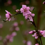 L’Aquila dedica marzo alle donne: incontri, spettacoli e salute con “Marzo in Rosa”