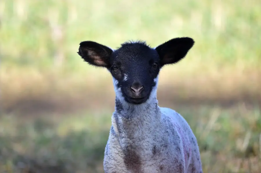 Pascoli 2026 all’Aquila: pubblicato l’avviso per la concessione dei terreni di uso civico