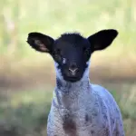 Pascoli 2026 all’Aquila: pubblicato l’avviso per la concessione dei terreni di uso civico